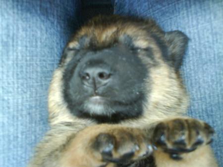 fanny petit chien a logan lol